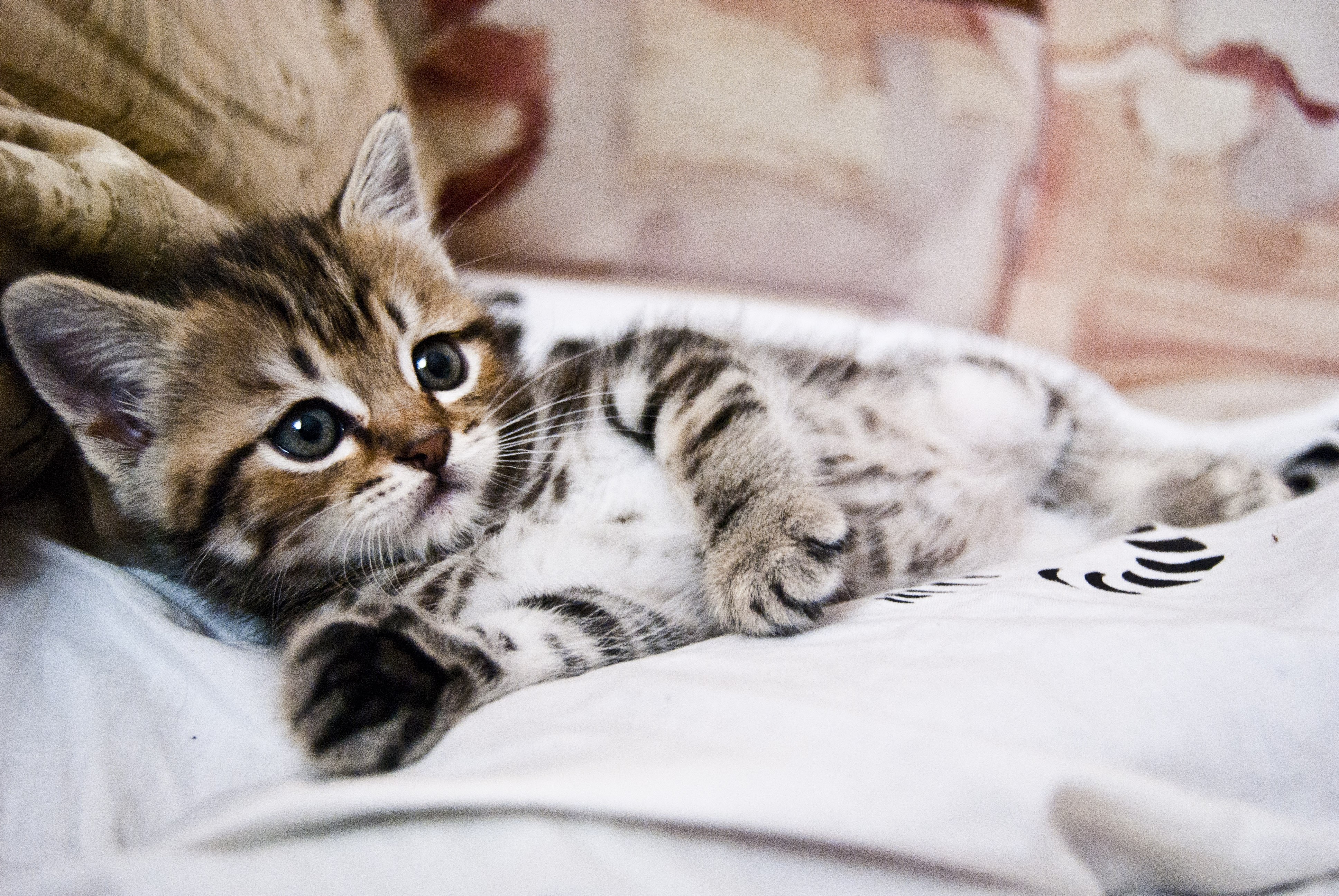 adorable tabby kitten resting