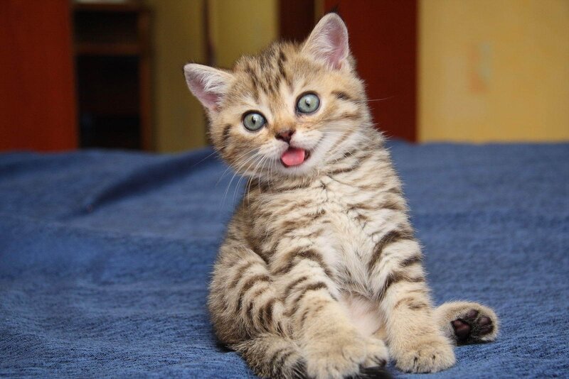 adorable tabby kitten sitting
