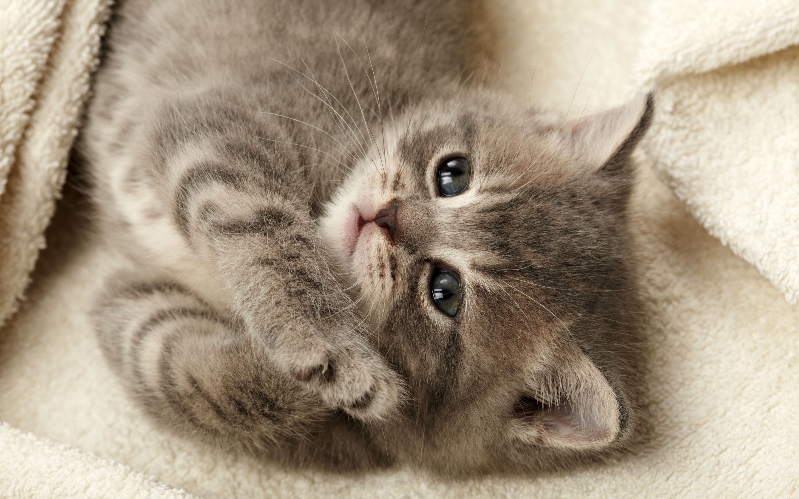 adorable tabby kitten sleeping