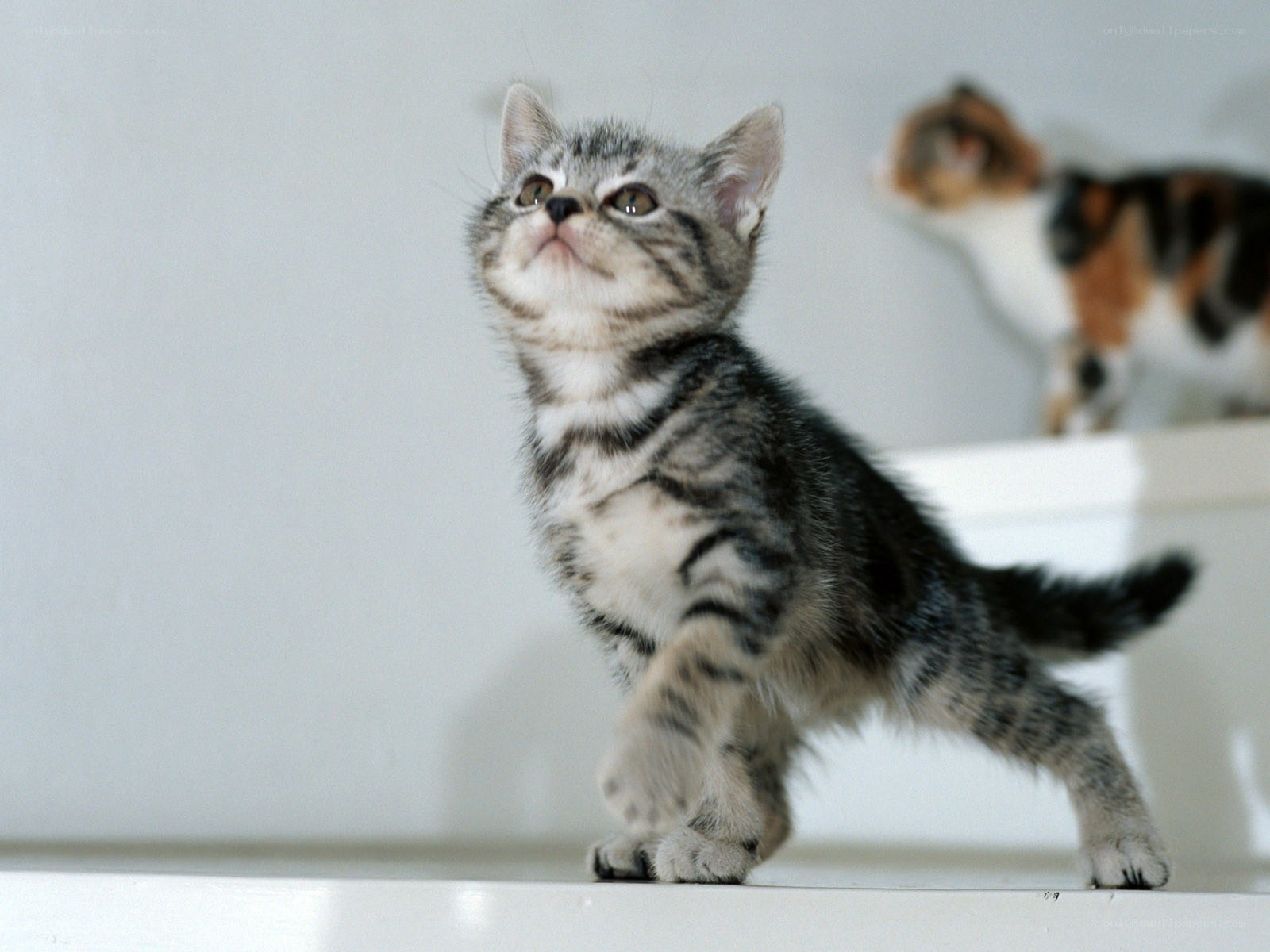 adorable tabby kitten standing