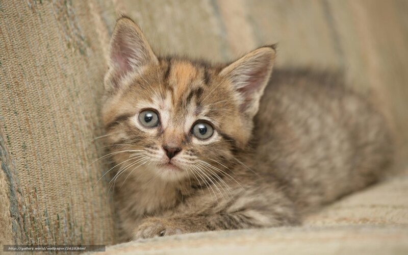 adorable tabby kitten