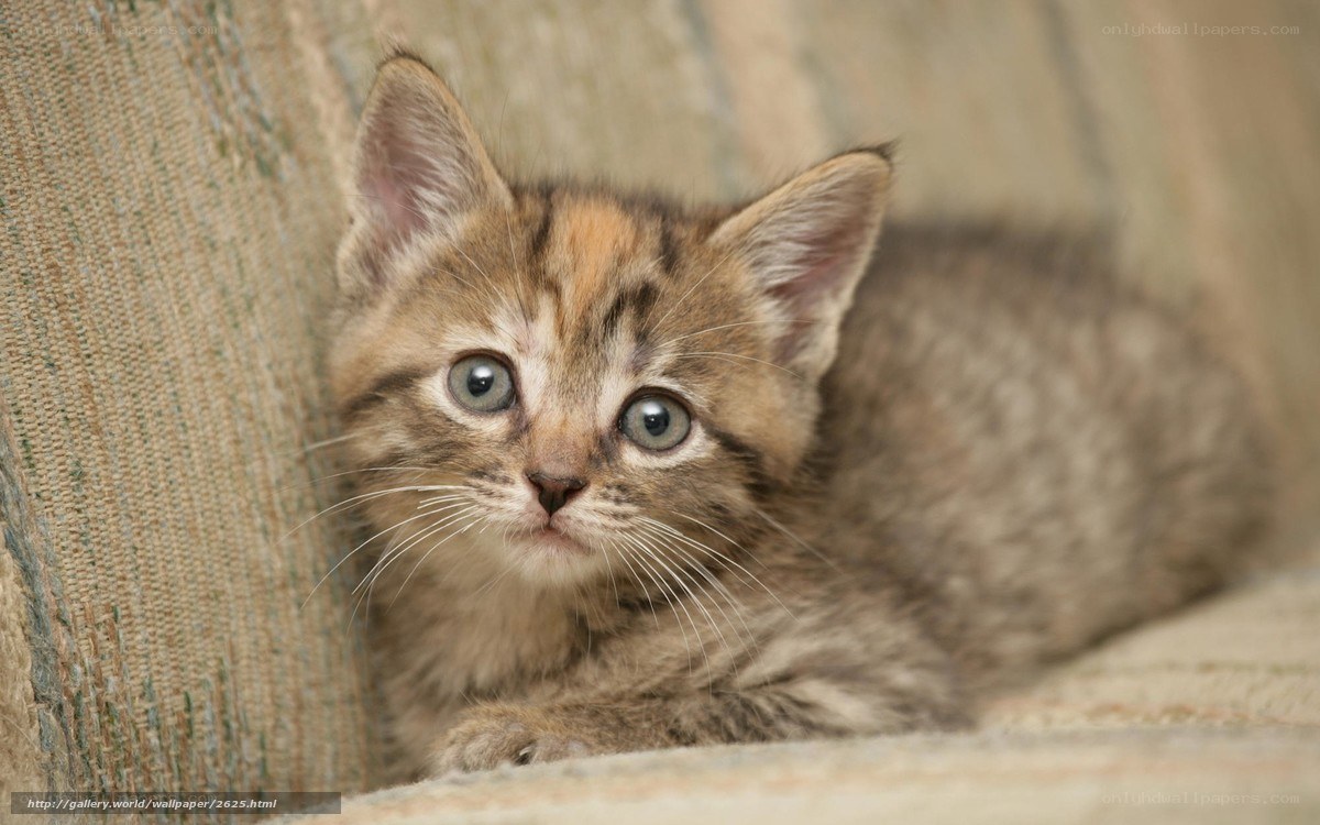 adorable tabby kitten