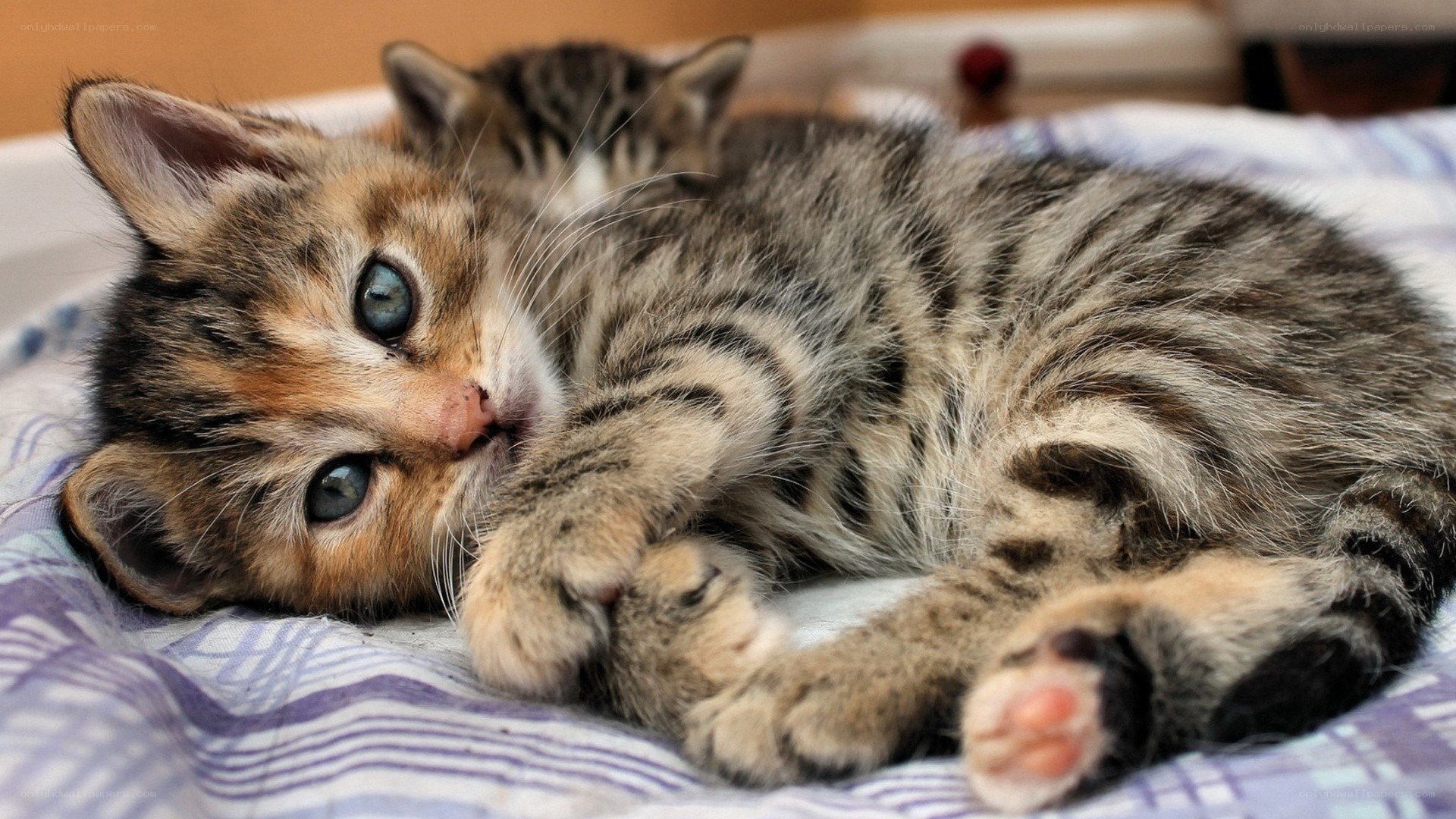 adorable tabby kittens sleeping