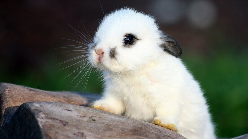 adorable white baby rabbit