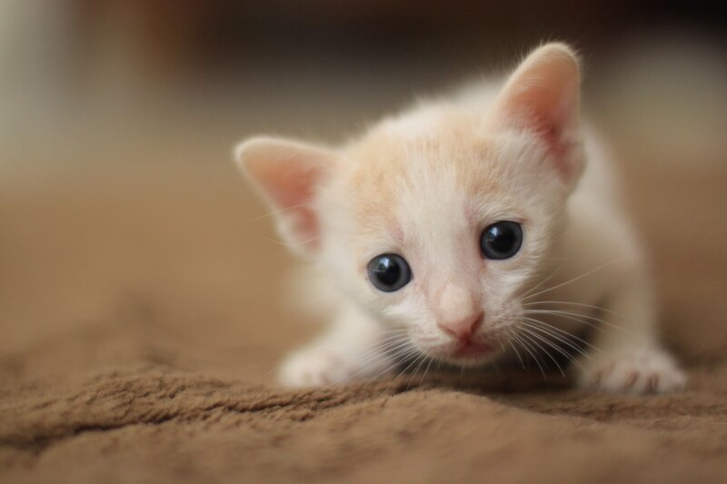 adorable white kitten