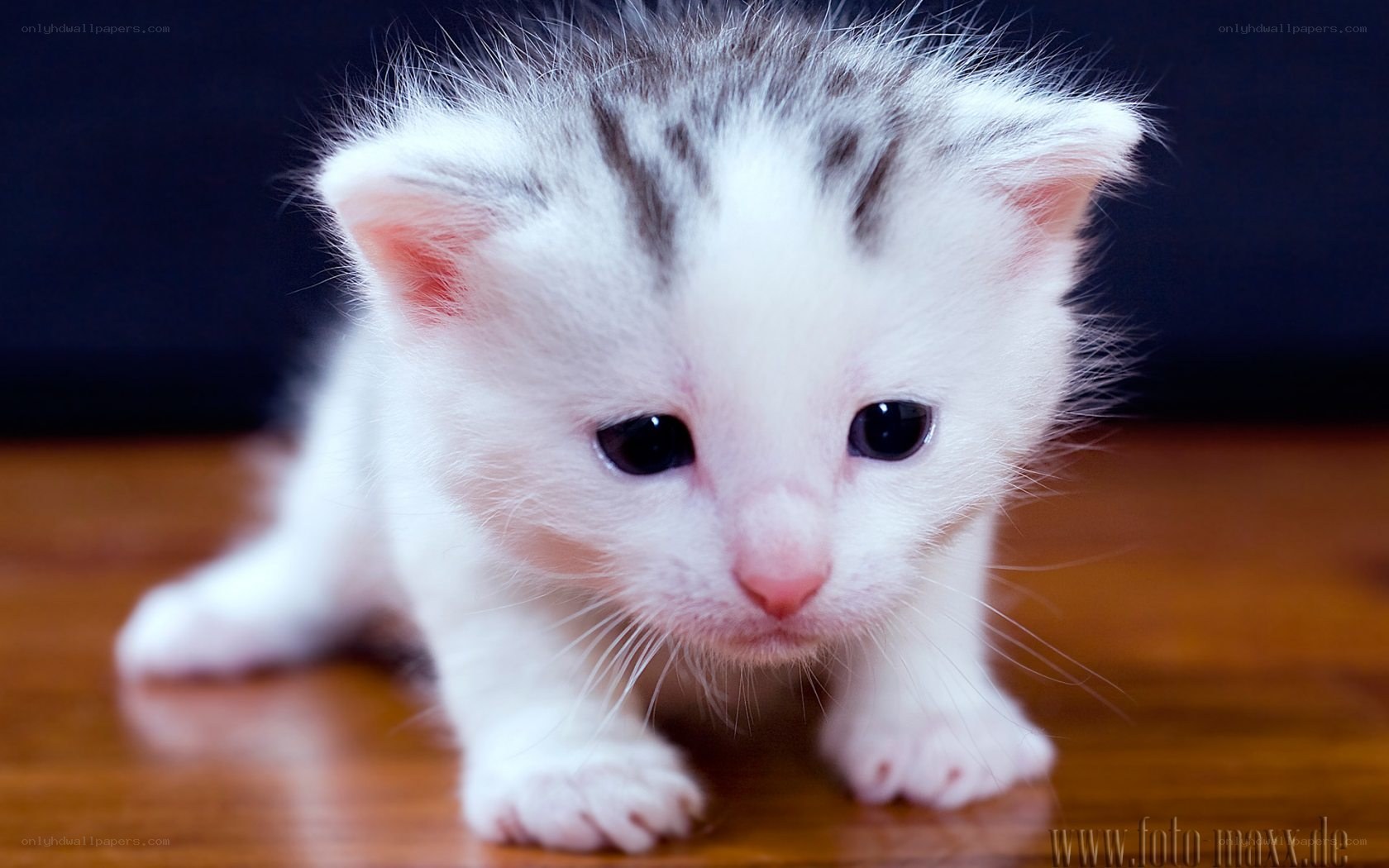 adorable white kitten