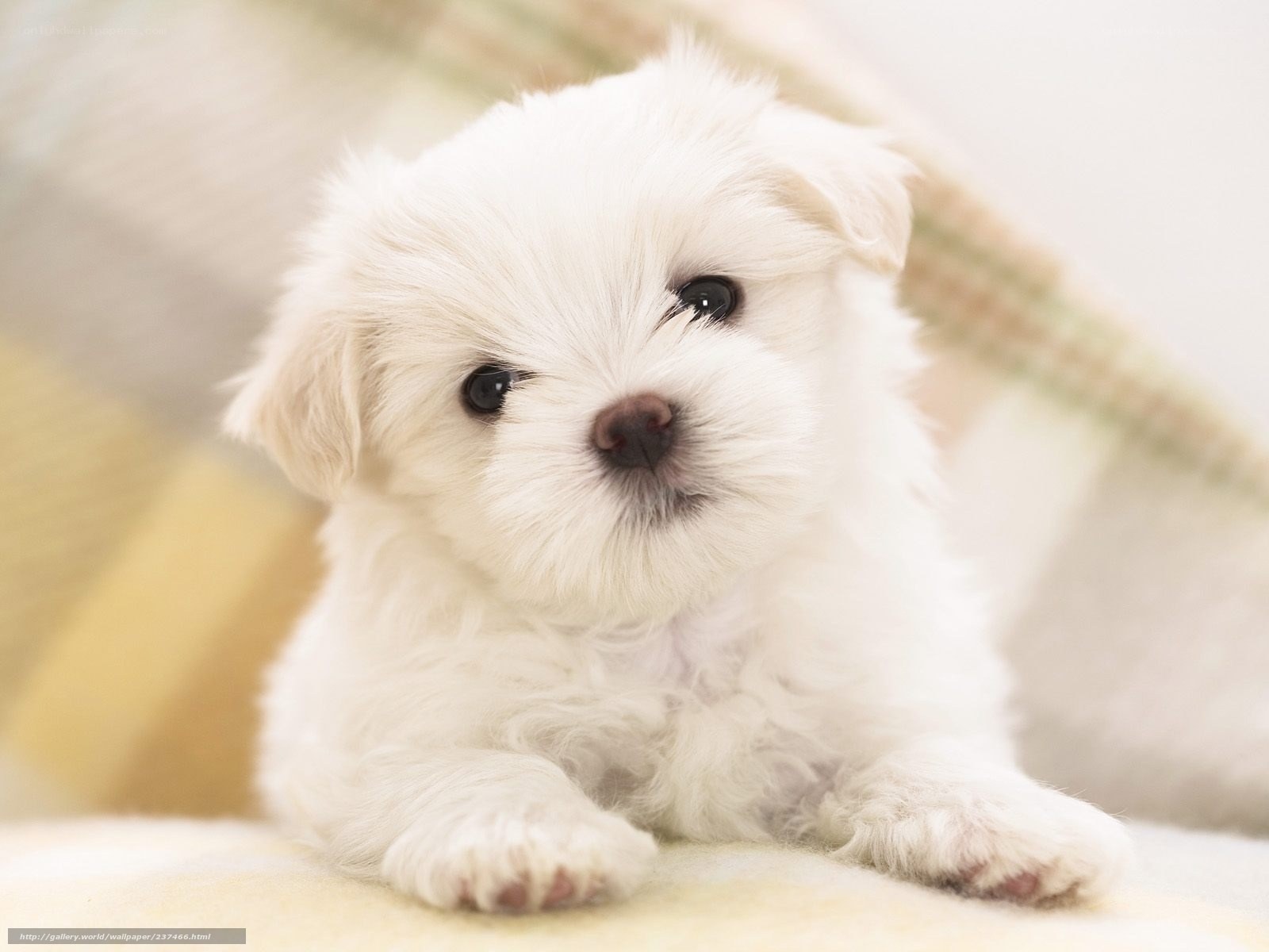 adorable white puppy