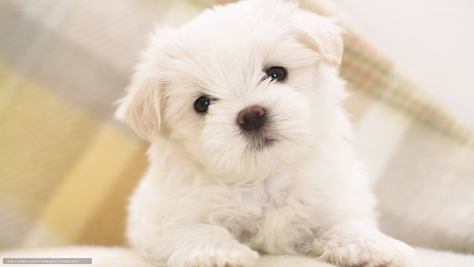 Adorable white puppy