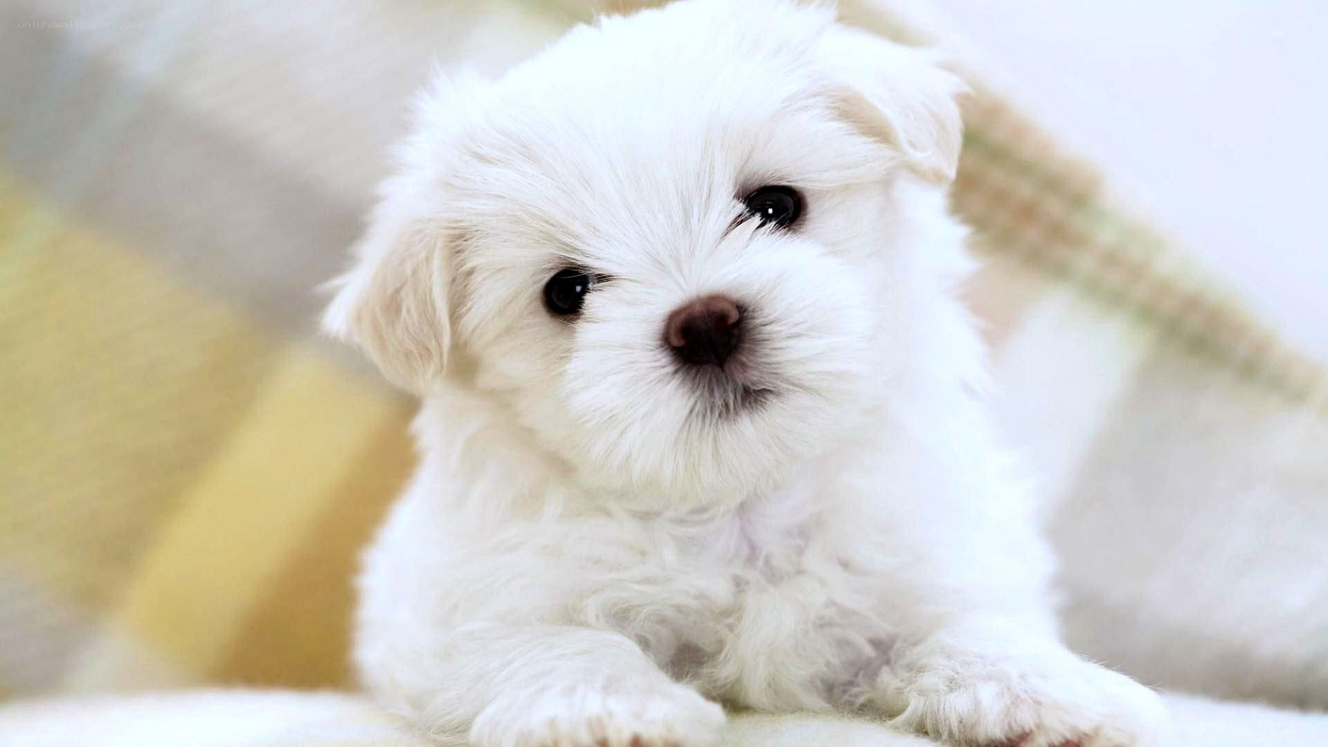 adorable white puppy