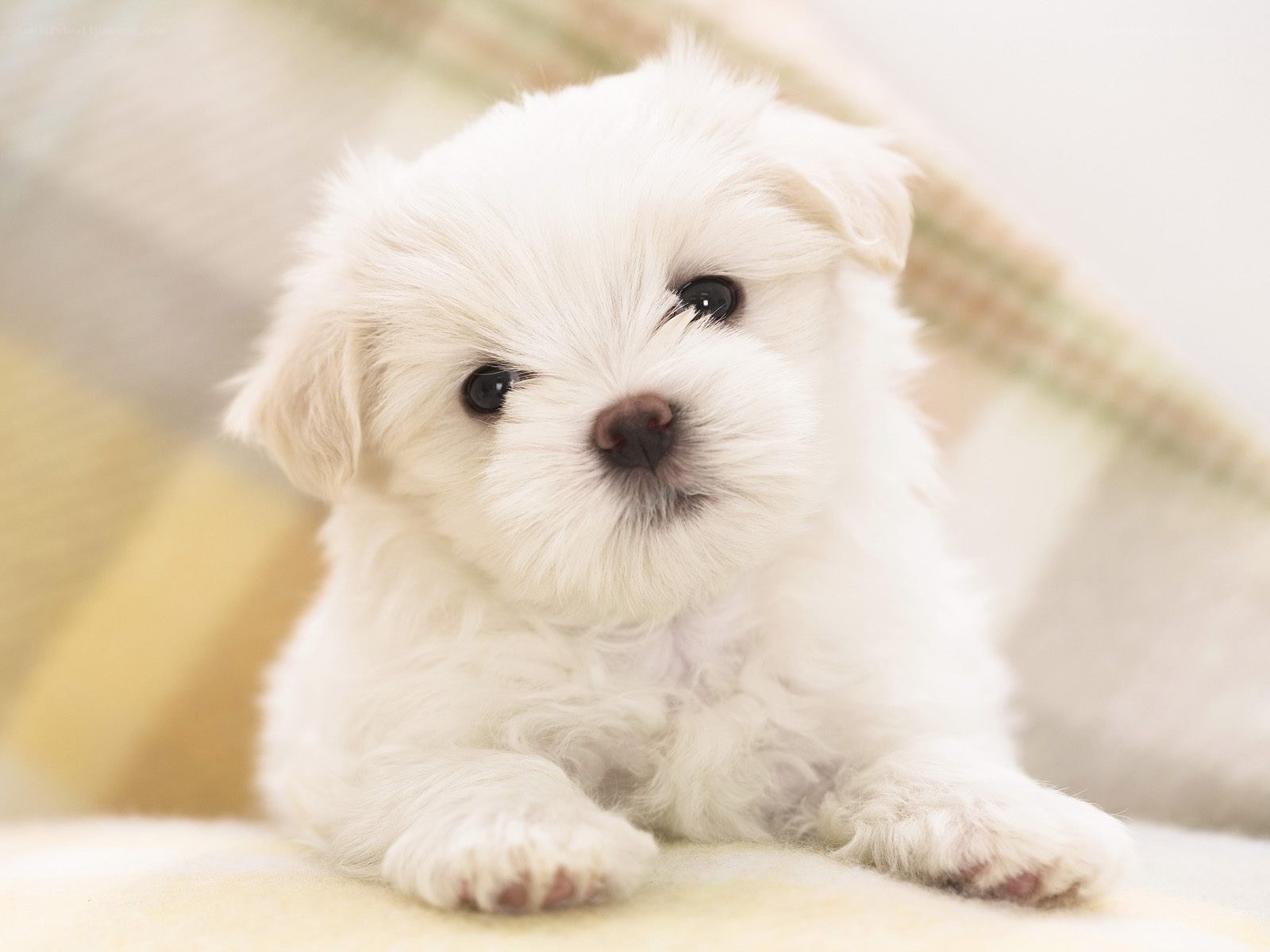 adorable white puppy