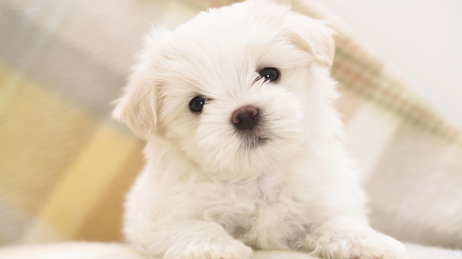 adorable white puppy