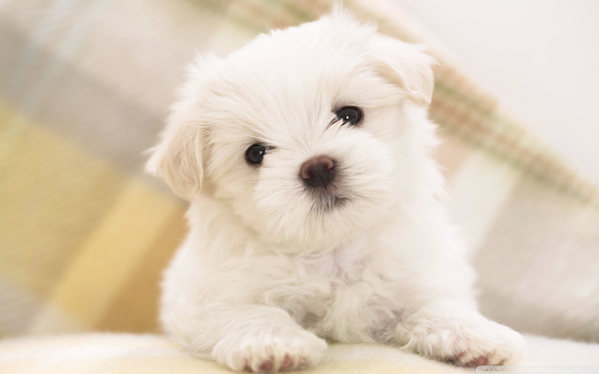 adorable white puppy