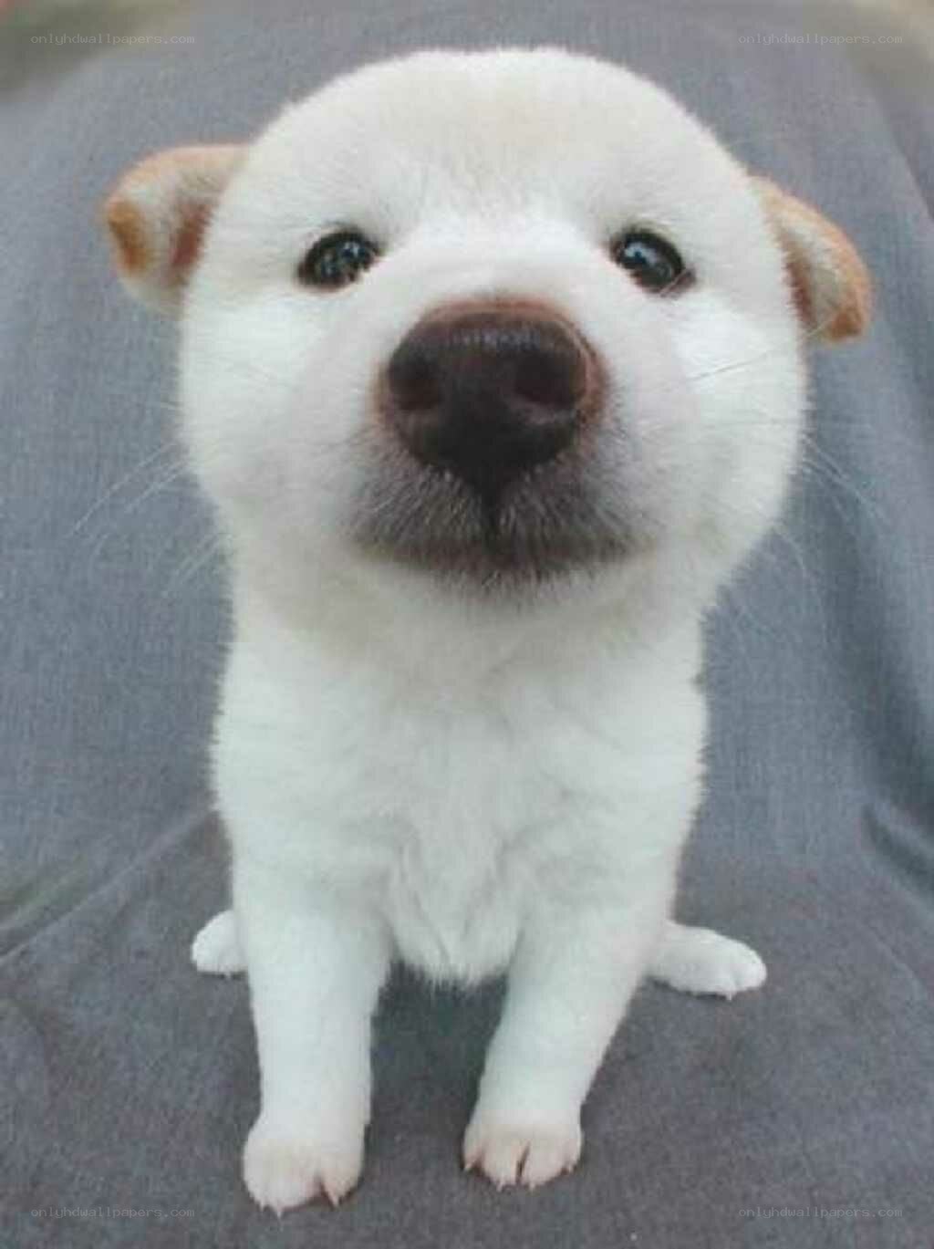 adorable white puppy