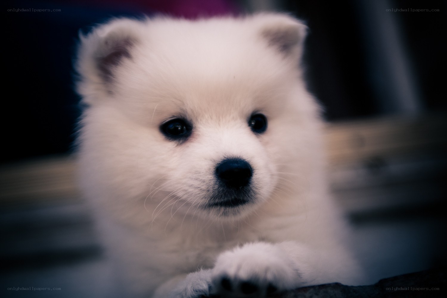 Adorable white puppy close-up