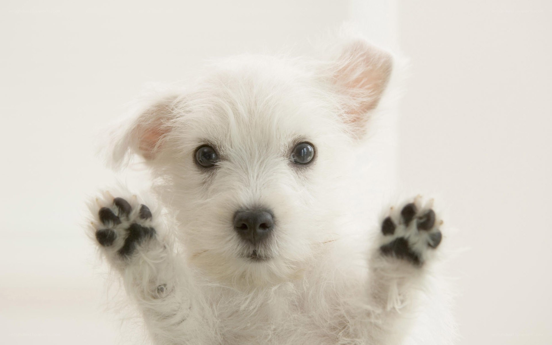 adorable white puppy paws
