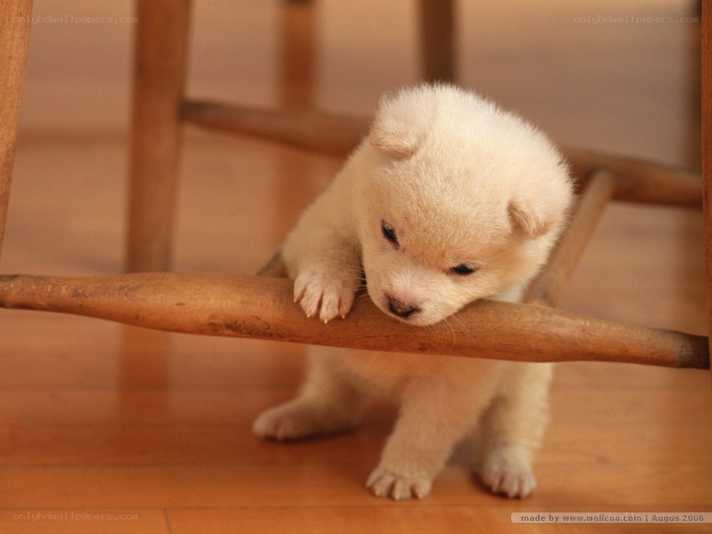 Adorable white puppy under chair