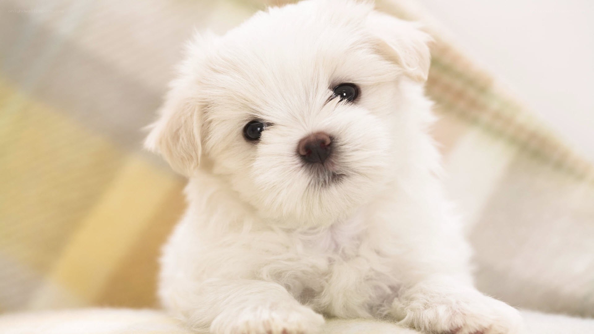 adorable white puppy