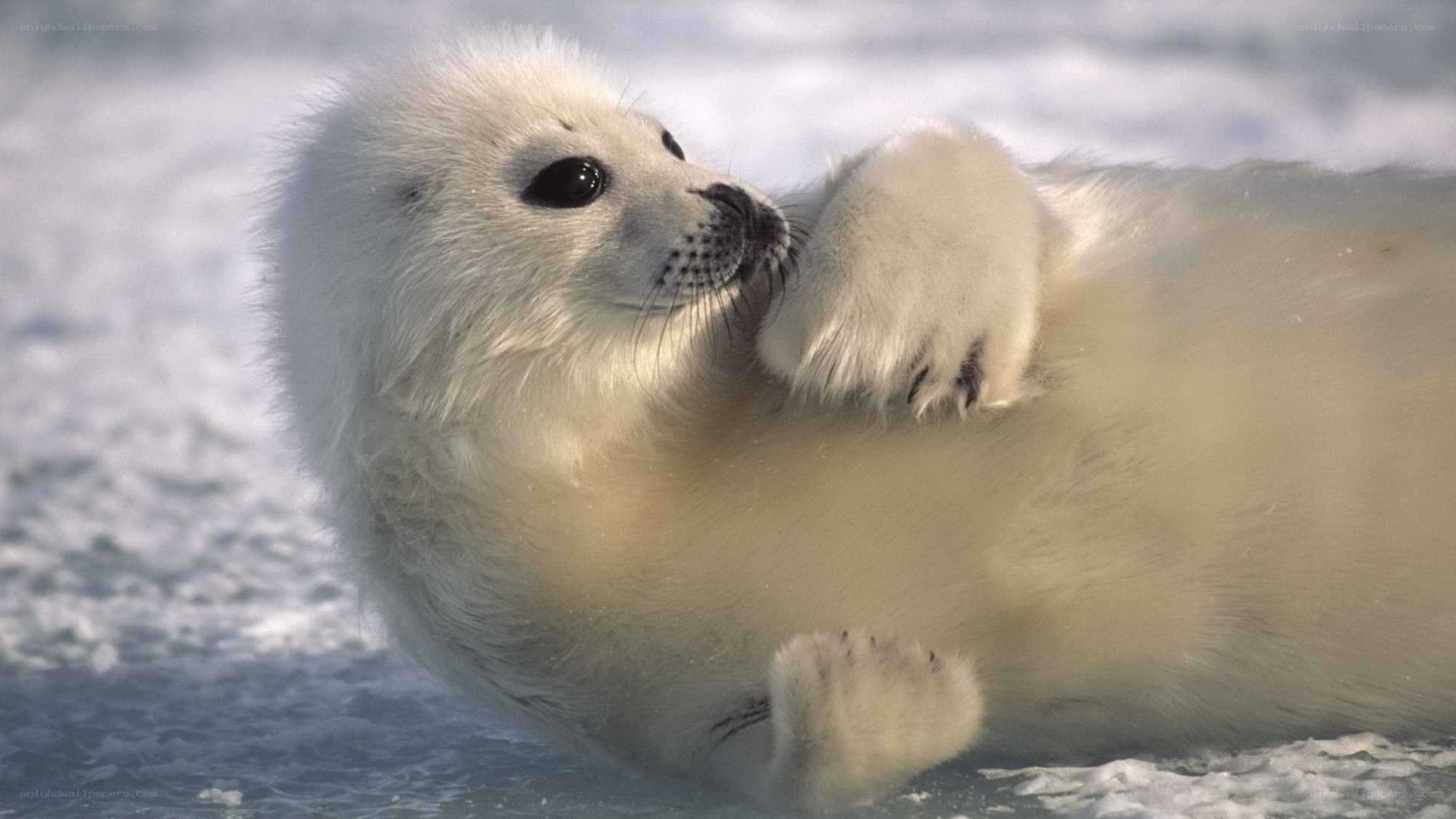 Adorable white seal pup