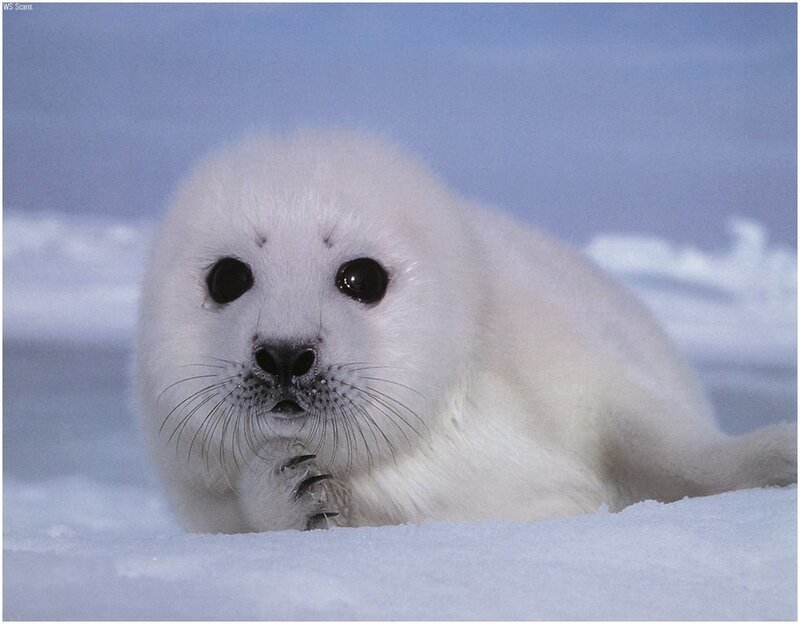 Adorable white seal pup
