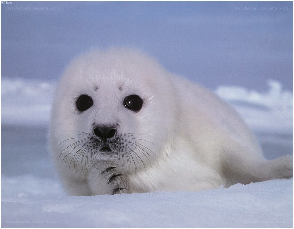 Adorable white seal pup