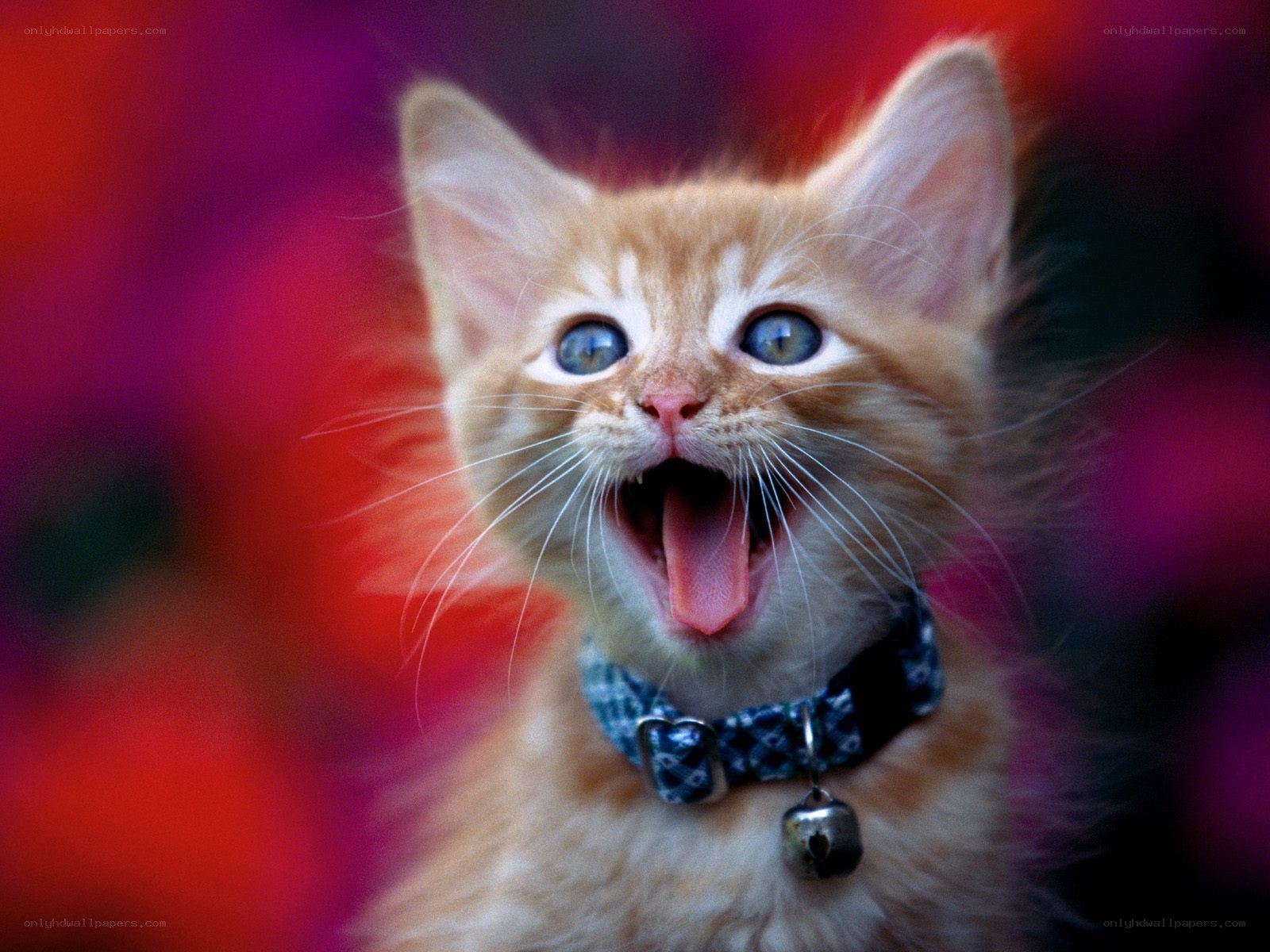 adorable yawning kitten
