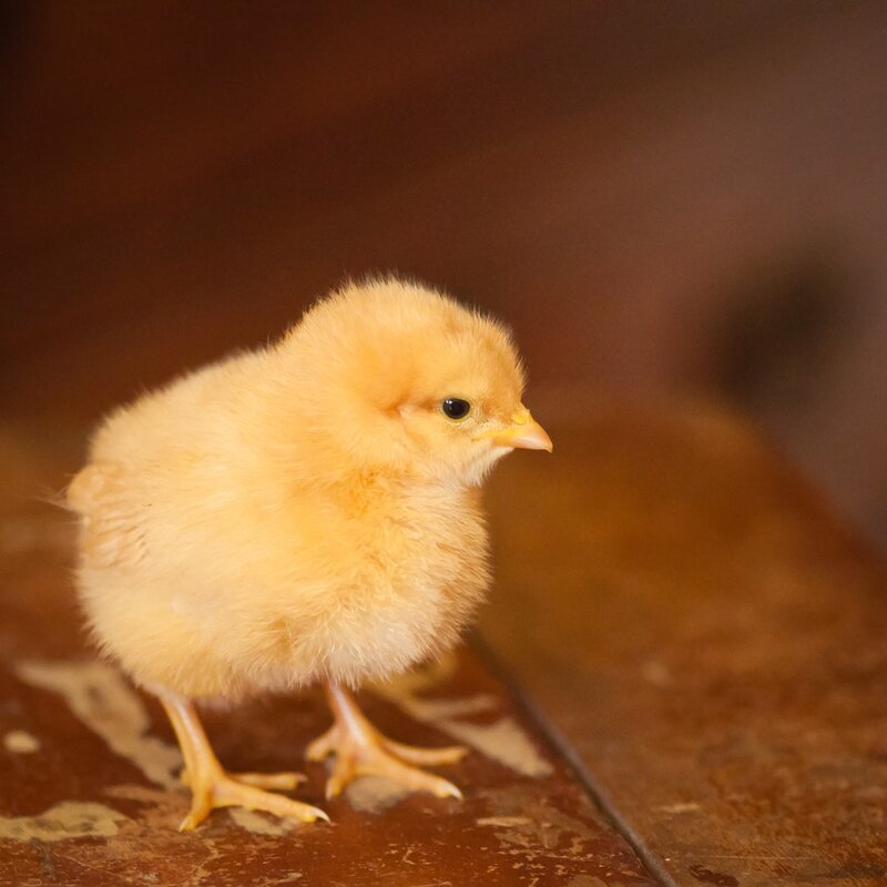 Adorable yellow chick