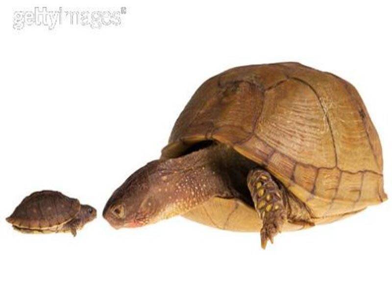 Adult and baby box turtles