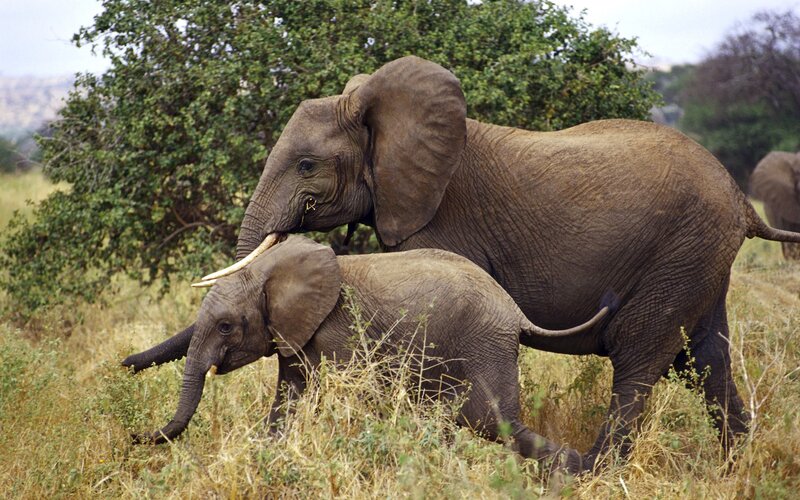 Adult and Baby Elephant — Brown, Calm, Afternoon, Photograph, Grass