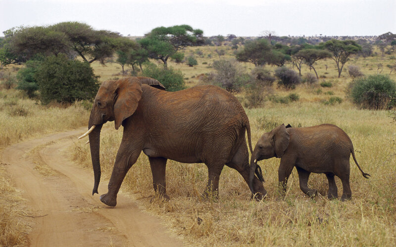 Adult and Baby Elephant — Brown, Calm, Afternoon