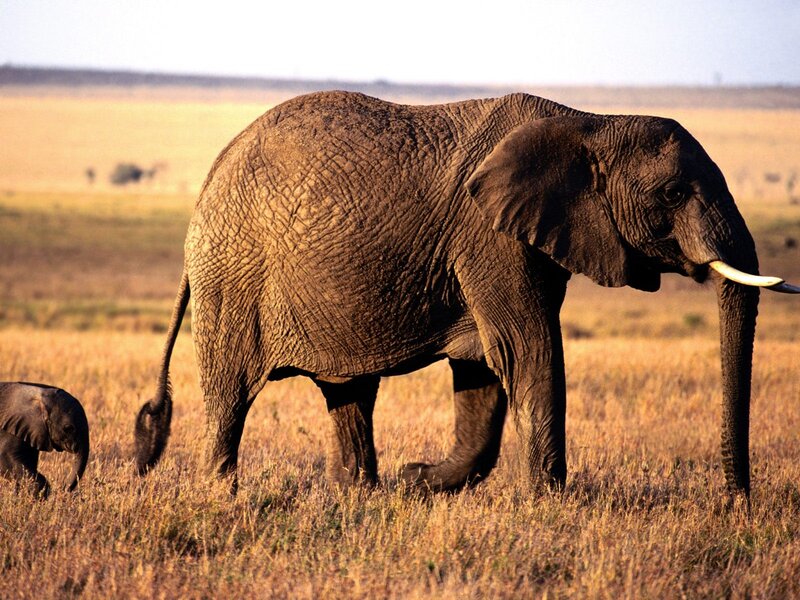 Adult and Baby Elephant — Brown, Serene, Afternoon, Photograph, Grassland, Tusks, Tail
