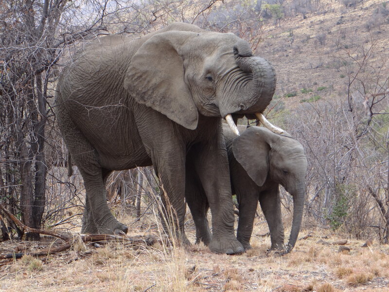 Adult and Baby Elephant — Gray, Calm, Afternoon
