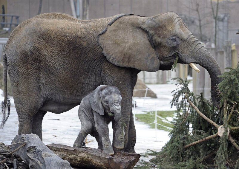 Adult and Baby Elephant — Gray