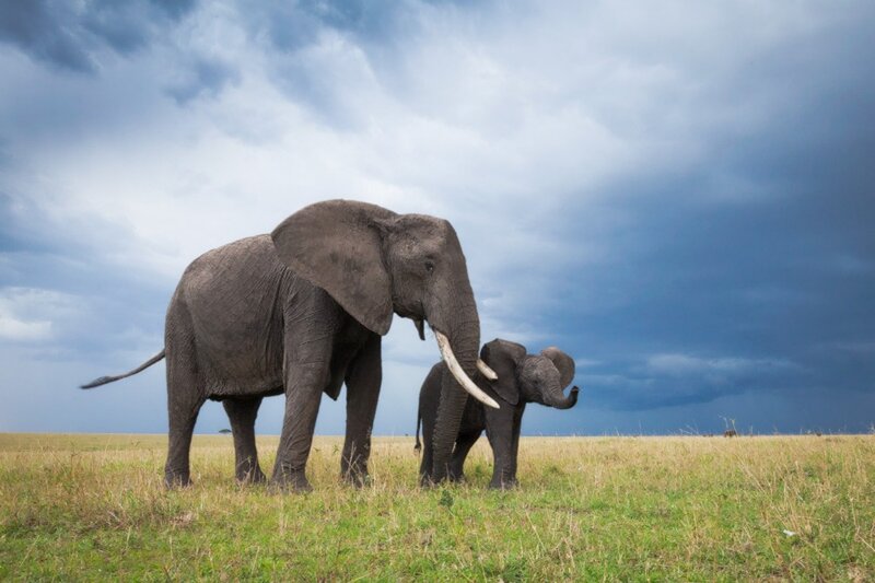 Adult and Baby Elephant — Green, Dramatic
