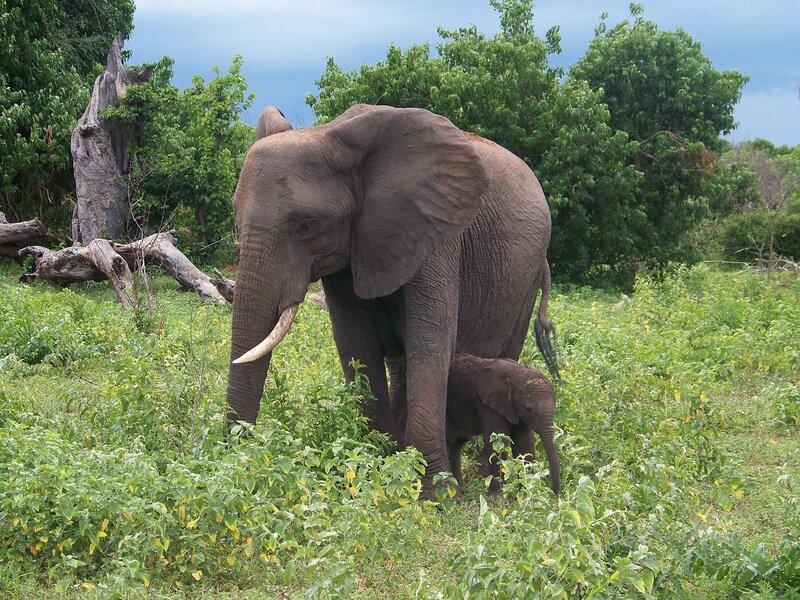 Adult and Baby Elephant — Green, Serene, Afternoon