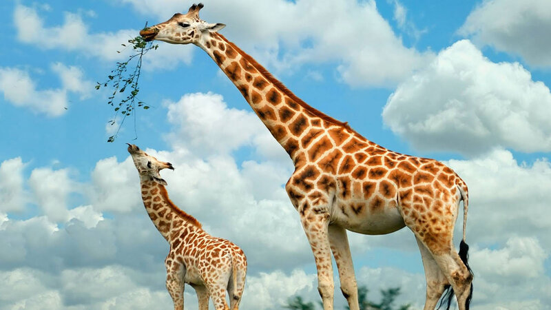 Adult and Baby Giraffe — Blue