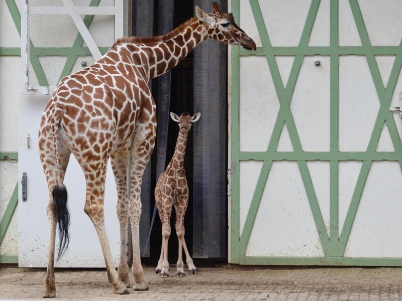 Adult and Baby Giraffe — Brown