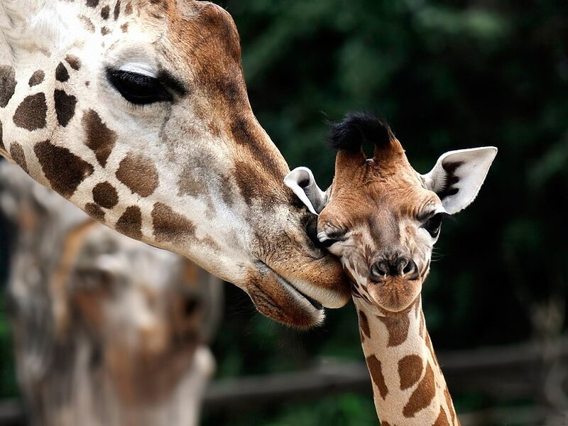 Adult and Baby Giraffe