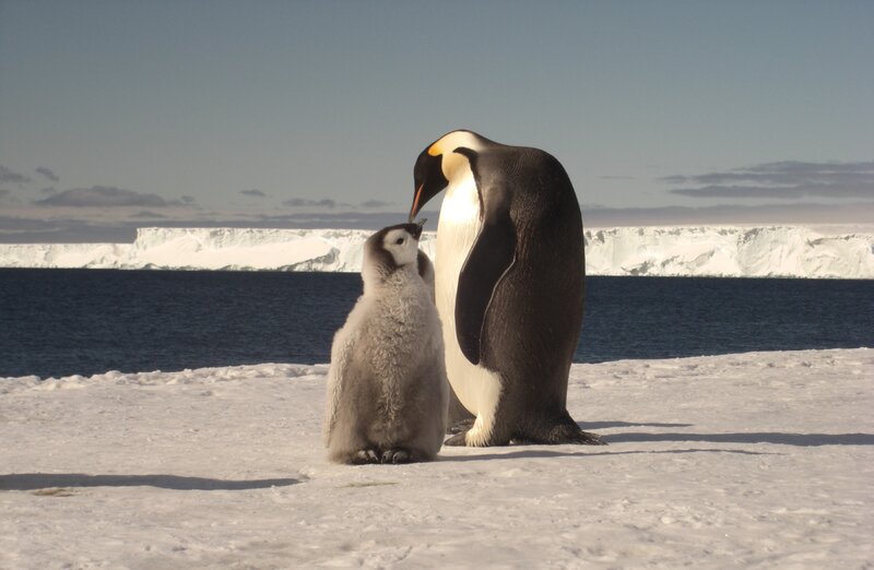 Adult and Baby Penguin