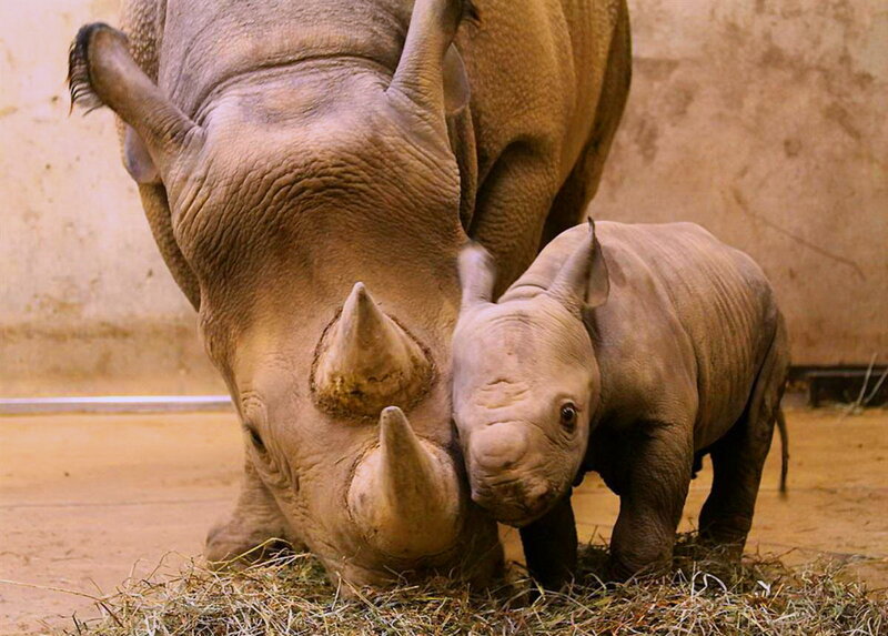 Adult and Baby Rhino — Brown, Calm