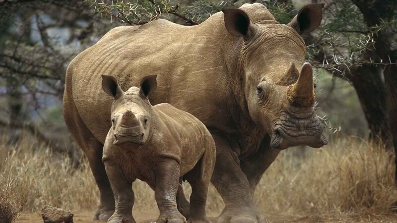 Adult and Baby Rhino — Brown, Natural, Afternoon