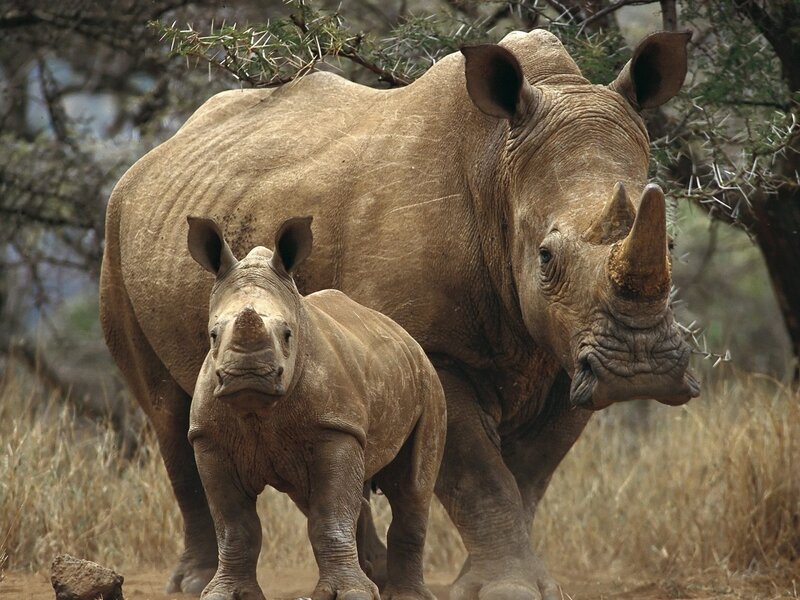 Adult and Baby Rhino — Brown, Natural