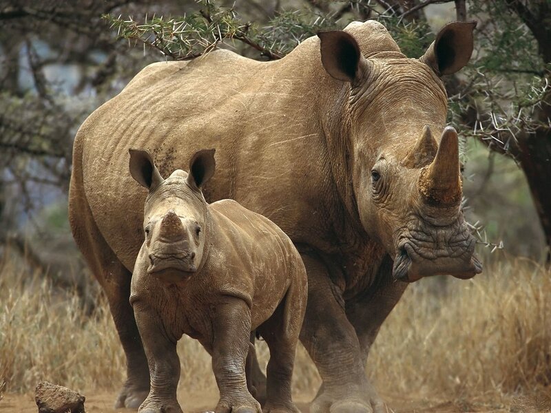 Adult and Baby Rhino — Brown