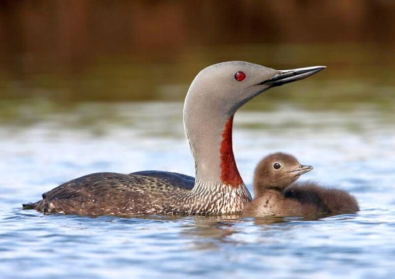 Adult and chick loon on water