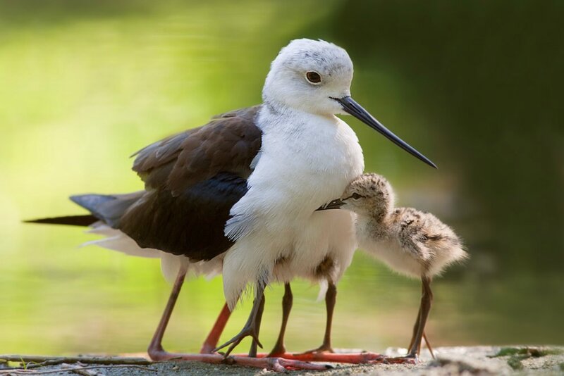 Adult and Chick Stilt