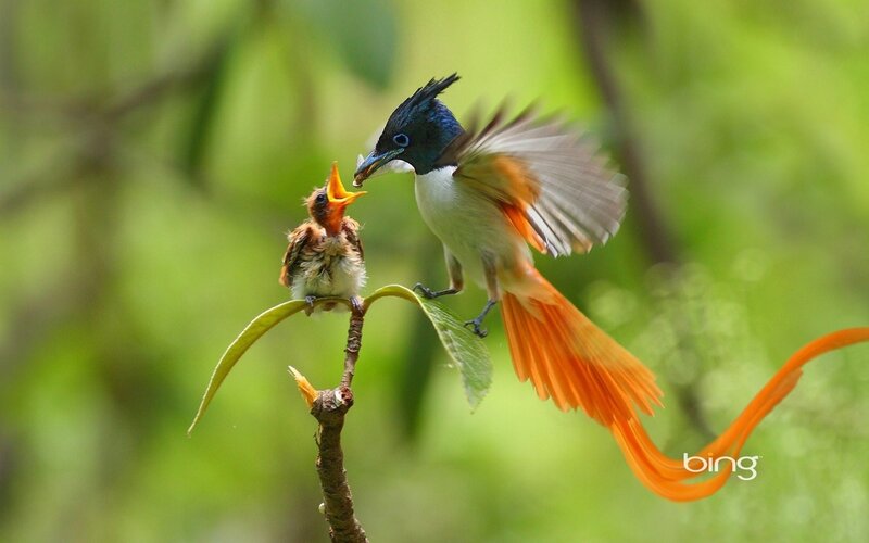 Adult Bird Feeding Chick — Green, Natural, Photograph