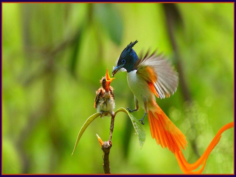 Adult Bird Feeding Chick — Green