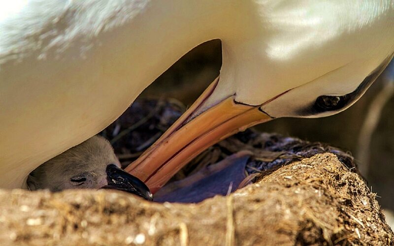 Adult Bird Feeding Chick — White