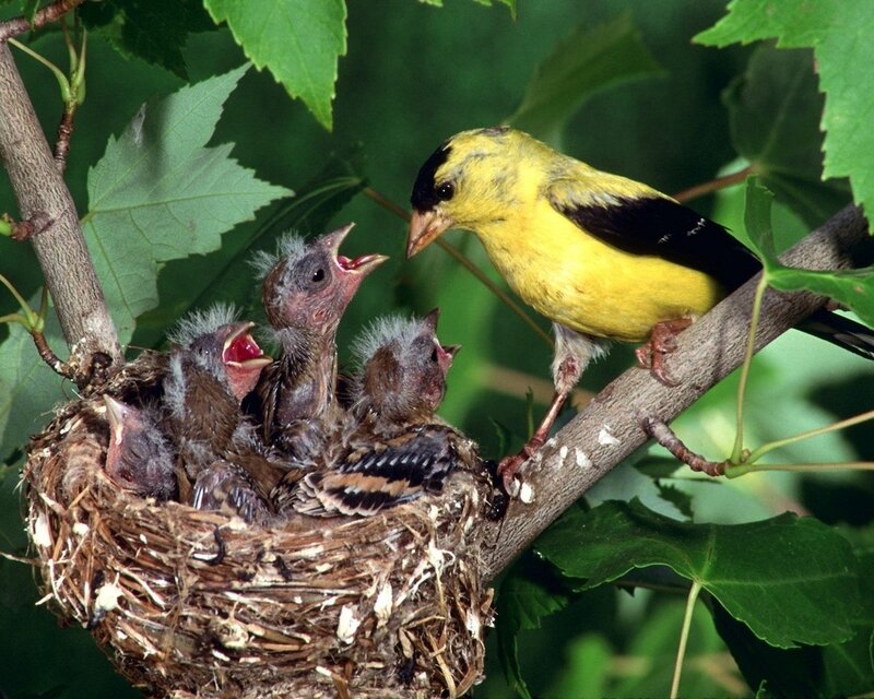 Adult bird feeding chicks