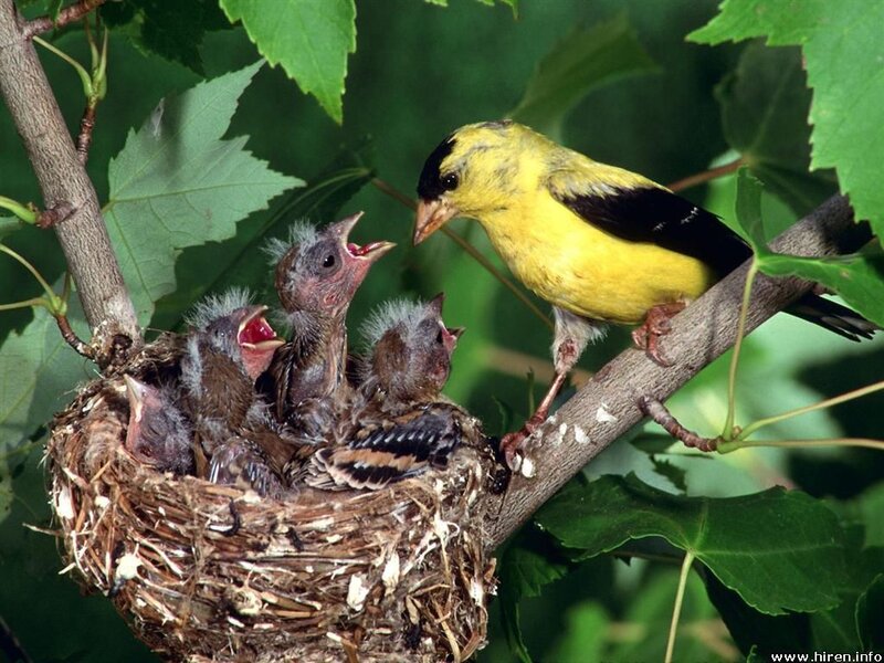 Adult bird feeding chicks