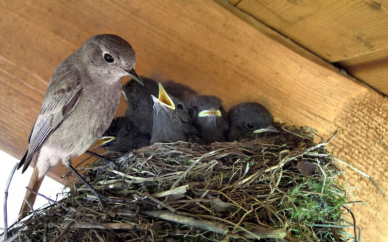 Adult Bird Feeding Chicks — Brown